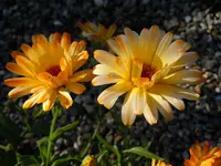 Ringelblume125.webp