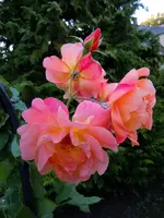Rosen037.webp