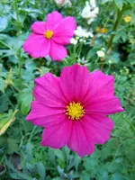 Schmuckkörbchen022.webp