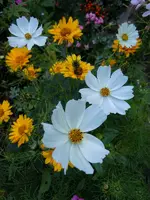 Schmuckkörbchen027.webp
