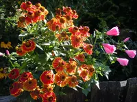 Sonnenbraut047.webp