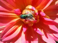 Dahlien243.webp