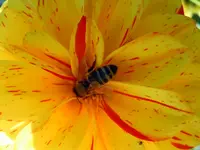 Dahlien264.webp