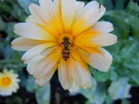 RingelblumeSchwebefliege044.webp