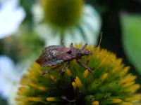 SonnenhutGetier096.webp
