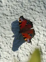 Schmetterling073.webp
