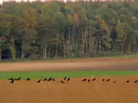 Kräheninvasion334.webp