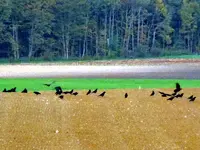 Kräheninvasion337.webp