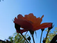 HimmlischRosen199.webp