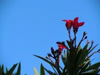 OleanderHimmlisch075.webp