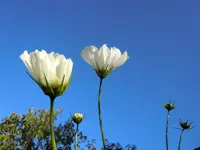 SchmuckkörbchenHimmlisch040.webp