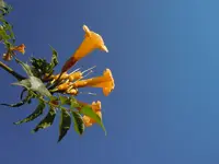 TrompetenblumeHimmlisch002.webp