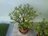 DSC00256.webp