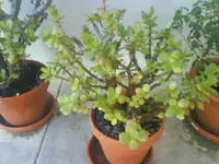 DSC00257.webp