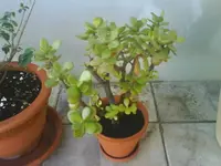 DSC00258.webp