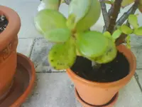 DSC00259.webp
