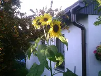 Sonnenblumendreier.01.10.2011.webp