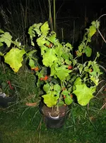 Aubergine Goya kuma.webp