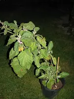 Aubergine lila.webp