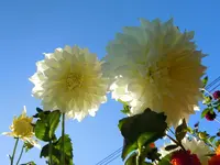 Dahlien002.webp