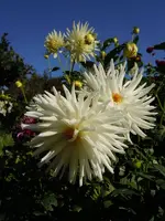 Dahlien003.webp