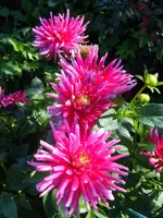 Dahlien004.webp