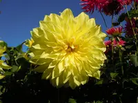 Dahlien005.webp