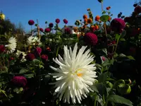 Dahlien006.webp