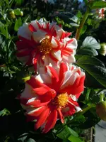 Dahlien007.webp