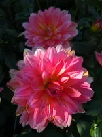 Dahlien008.webp