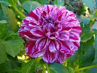 Dahlien009.webp