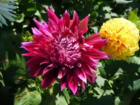 Dahlien010.webp