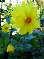 Dahlien011.webp