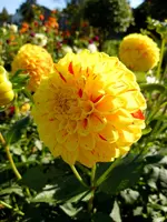Dahlien012.webp
