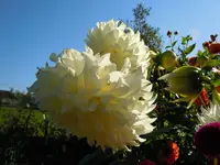 Dahlien001.webp