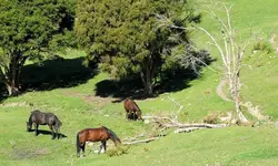 Copy (2) of IMG_6623 bt8.webp