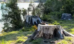 Copy of IMG_6658 bt7.webp