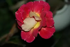 DSC06828.webp