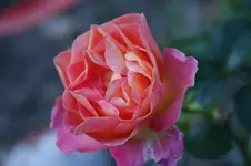 DSC06834.webp