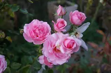 DSC06835.webp