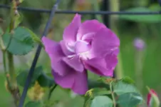 DSC06838.webp
