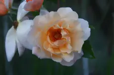 DSC06839.webp