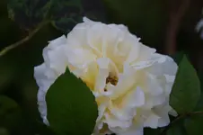 DSC06840.webp