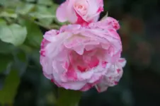DSC06843.webp