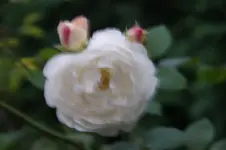 DSC06844.webp