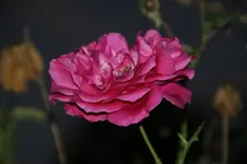 DSC06848.webp