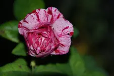 DSC06849.webp