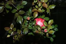 DSC06850.webp