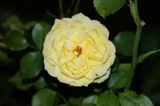 DSC06851.webp