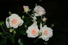 DSC06852.webp
